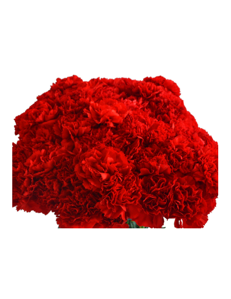 Carnations Solid Red 250 stems BULK BOX