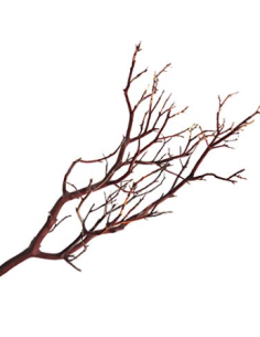 10 Manzanita Branches 24" "medium"