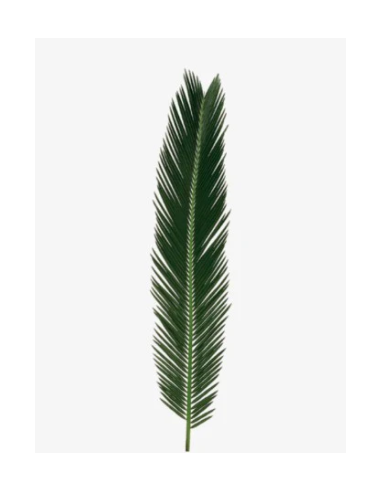Sago Palm  5 / 10 / 15 / 20 bunches Sago Palm  5 / 10 / 15 / 20 bunches