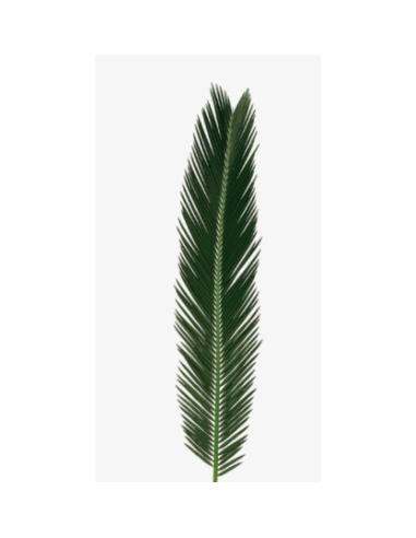 Sago Palm  5 / 10 / 15 / 20 bunches Sago Palm  5 / 10 / 15 / 20 bunches