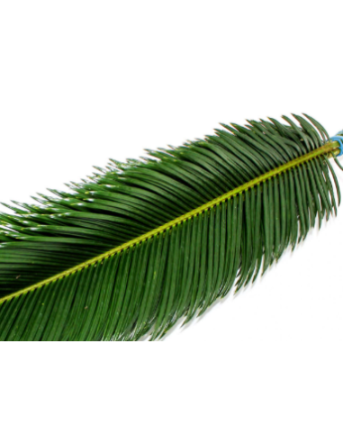 Wholesale Salal Lemon Leaf | Premium Versatile Floral Greenery