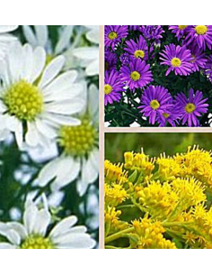 Asters Assorted BULK BOX 180 Stems