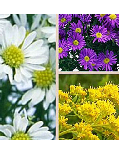 Wholesale Assorted Aster Bulk Box - 180 Stems | Florasource