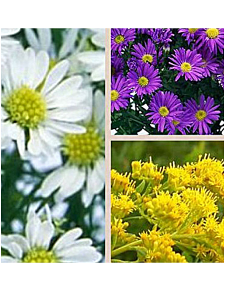 Asters Assorted BULK BOX 180 Stems