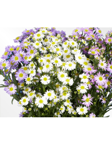 Wholesale Assorted Aster Bulk Box - 180 Stems | Florasource