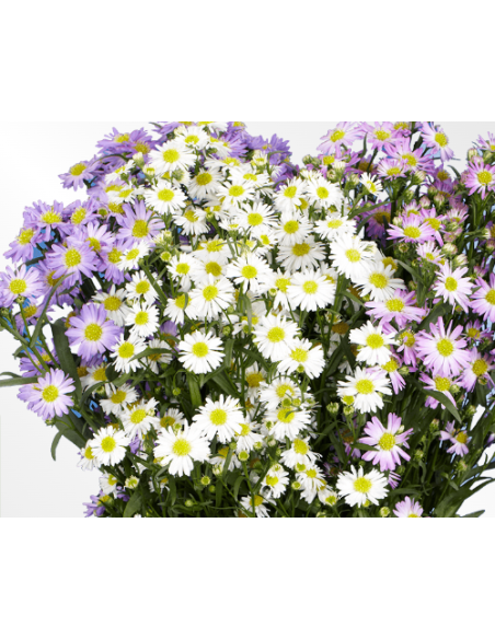 Wholesale Assorted Aster Bulk Box - 180 Stems | Florasource
