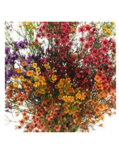 Waxflower FALL PACK Yellow and Orange Tinted by the Box 14 Bunches