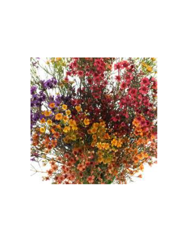 Waxflower FALL PACK Yellow and Orange Tinted by the Box 14 Bunches Waxflower FALL PACK Yellow and Orange Tinted by the Box 14 Bunches