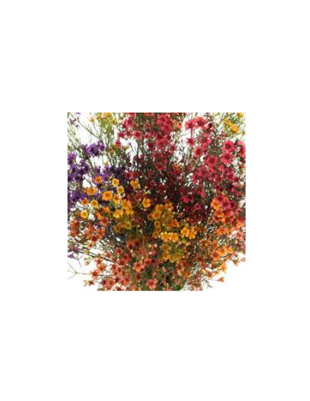 Waxflower FALL PACK Yellow and Orange Tinted by the Box 14 Bunches