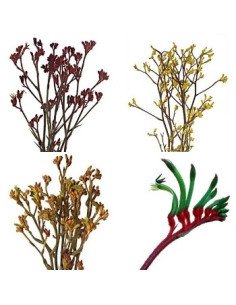 Kangaroo Paws By the Box 10 Bunches 2