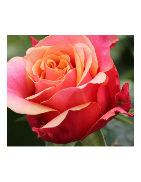 Cherry Brandy Roses 125 stems