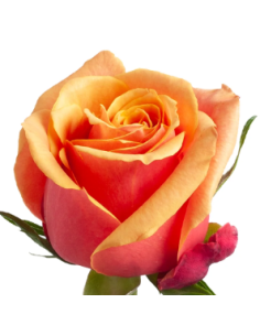 Cherry Brandy Roses | Bi‑Color Orange & Cherry Premium Wholesale Roses