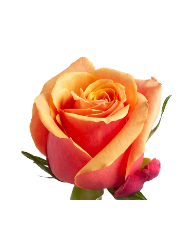 Cherry Brandy Roses | Bi‑Color Orange & Cherry Premium Wholesale Roses
