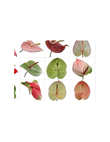 Anthurium Designer Mix Assorted Large 20 Stems Anthurium Designer Mix Assorted Large 20 Stems