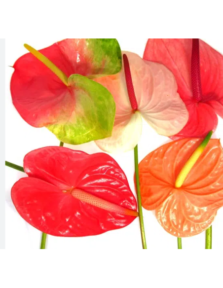 Anthurium Designer Mix Assorted Large 20 Stems