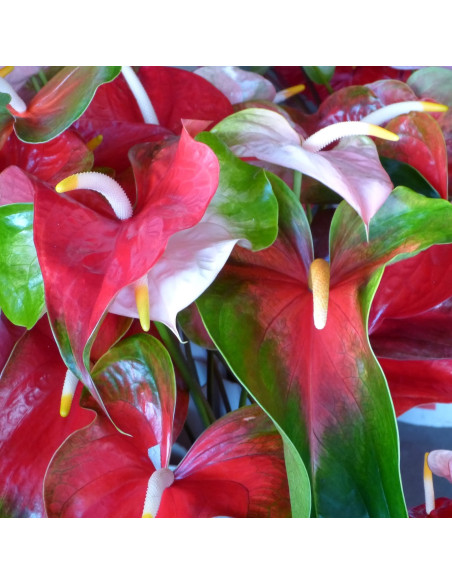 Anthurium Designer Mix Assorted