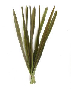 Flax 120 stems