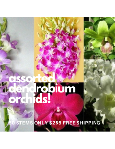 Dendrobium Orchids Assorted 80 stems