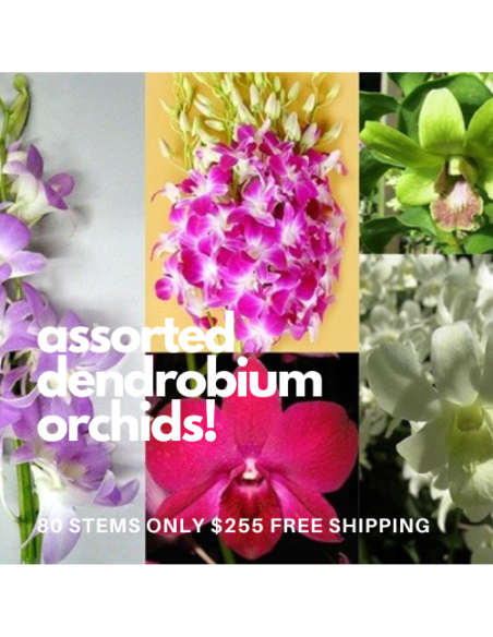 Dendrobium Orchids Assorted 80 stems