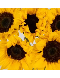 Vincent Choice Sunflowers 60 stems 2