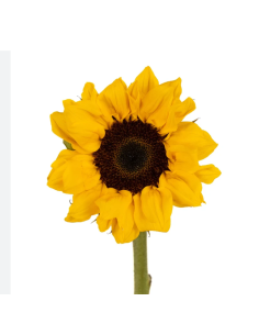 Vincent Choice Sunflowers 60 stems