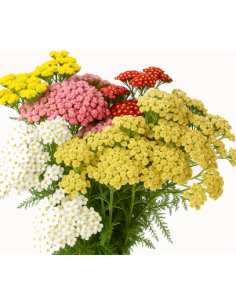 ASSORTED FALL PACK Achillea "Yarrow" 150 stems 2