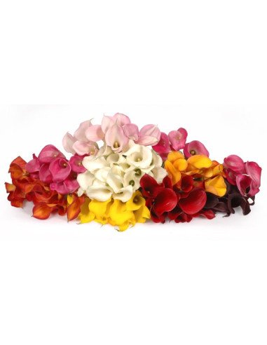 Mini Calla Assorted  60 Stems Mini Calla Assorted  60 Stems