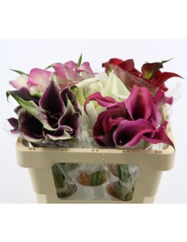HOLLAND Mini Callas Assorted  50  Stems HOLLAND Mini Callas Assorted  50  Stems