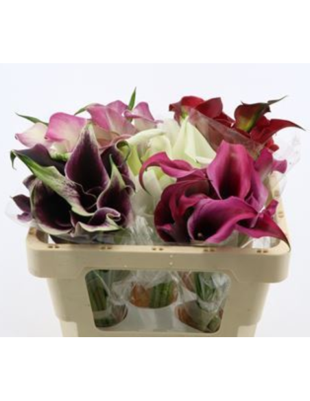 HOLLAND Mini Callas Assorted  50  Stems