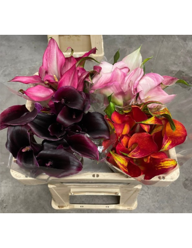 HOLLAND Mini Callas Assorted  50  Stems HOLLAND Mini Callas Assorted  50  Stems