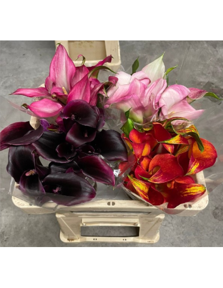 HOLLAND Mini Callas Assorted  50  Stems