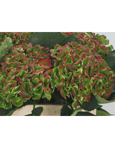 Premium Holland Hydrangea Magical Amathyst 65cm 20 stems