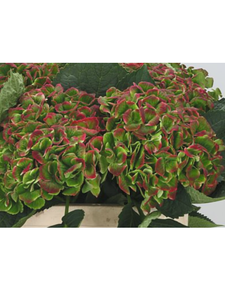 Premium Holland Hydrangea Magical Amathyst 65cm 20 stems