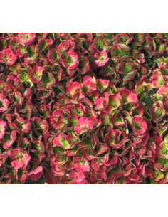 Premium Holland Hydrangea Magical Amathyst 65cm 20 stems 2