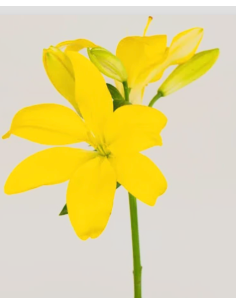 LA Royal Lilies 80 stems Yellow 2