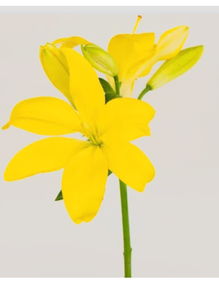 LA Royal Lilies 80 stems Yellow