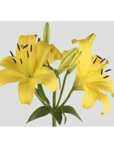 LA Royal Lilies 80 stems Yellow