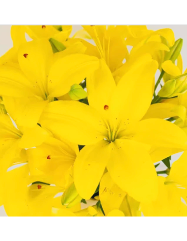 LA Royal Lilies 80 stems Yellow