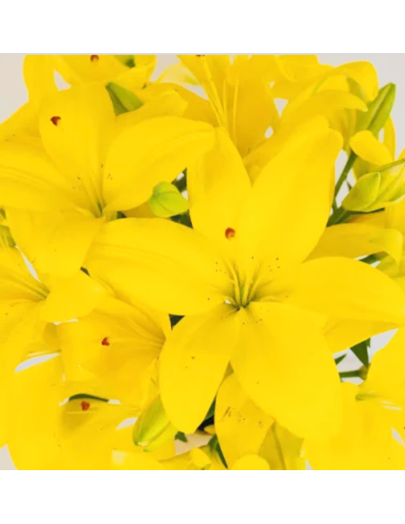LA Royal Lilies 80 stems Yellow