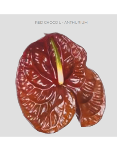 Anthurium Red Choco Large 30 stems