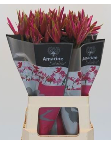 Amarine Belladiva Anastasia 50 Stems "Amerine Lily"
