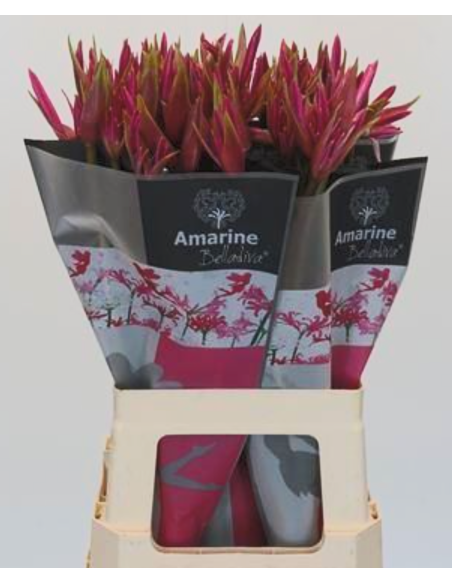 Amarine Belladiva Anastasia 50 Stems "Amerine Lily"