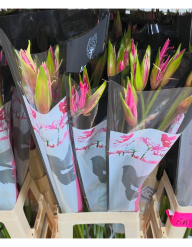 Amarine Belladiva Anastasia 50 Stems "Amerine Lily"