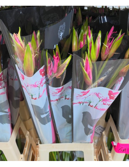 Amarine Belladiva Anastasia 50 Stems "Amerine Lily"