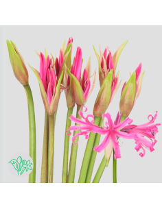 Amarine Belladiva Anastasia 50 Stems "Amerine Lily"