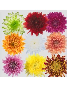 Assorted Cremones 140 stems BULK BOX