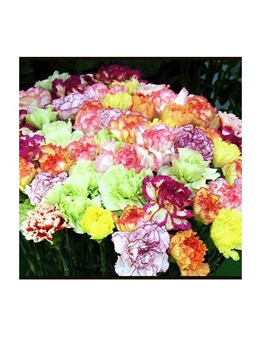 Carnations Carnations