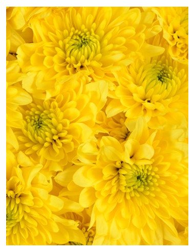 Daisy Assorted 12 Bunches Daisy Assorted 12 Bunches