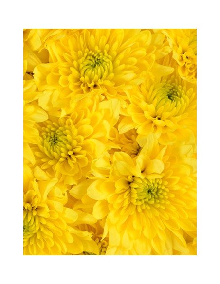 Daisy Assorted 12 Bunches