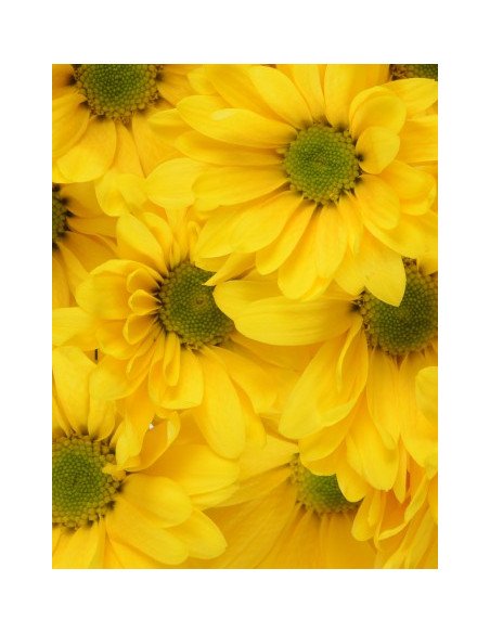 Daisy Assorted 12 Bunches